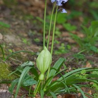 Spanish Bluebell